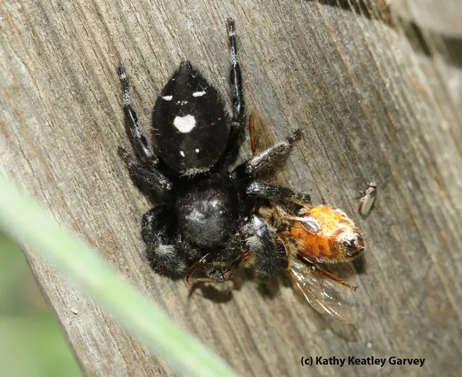 Jumping spider eating a honey bee. (Photo by Kathy Keatley Garvey)