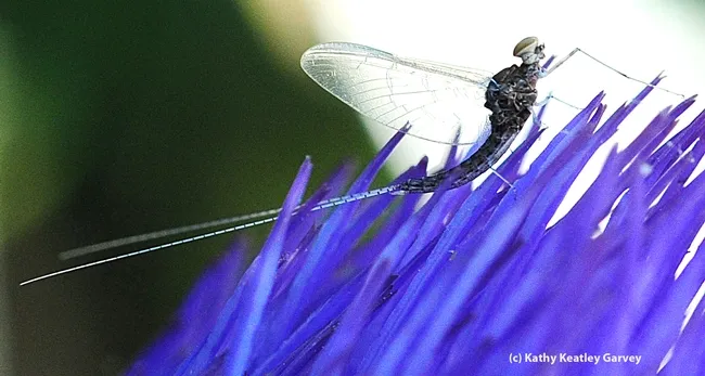 Long tail of the mayfly, family, Baetidae. (Photo by Kathy Keatley Garvey)