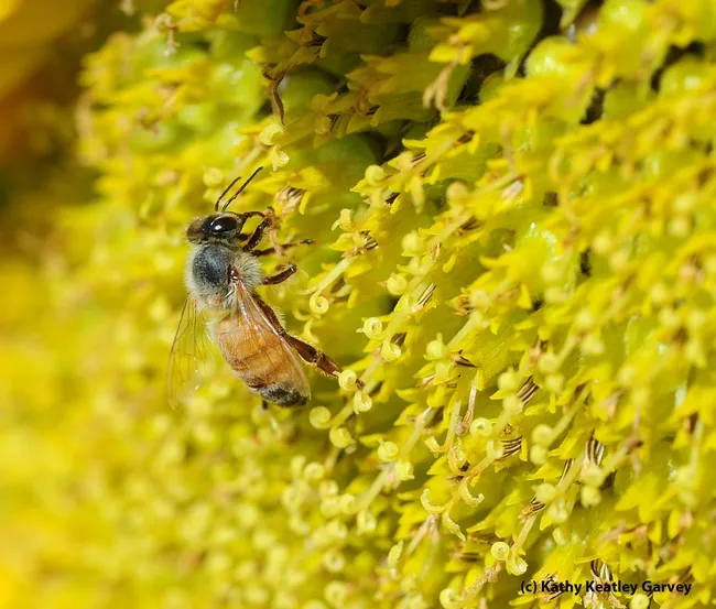 Close-up of honey bee foraging on a sunflower. (Photo by Kathy Keatley Garvey)