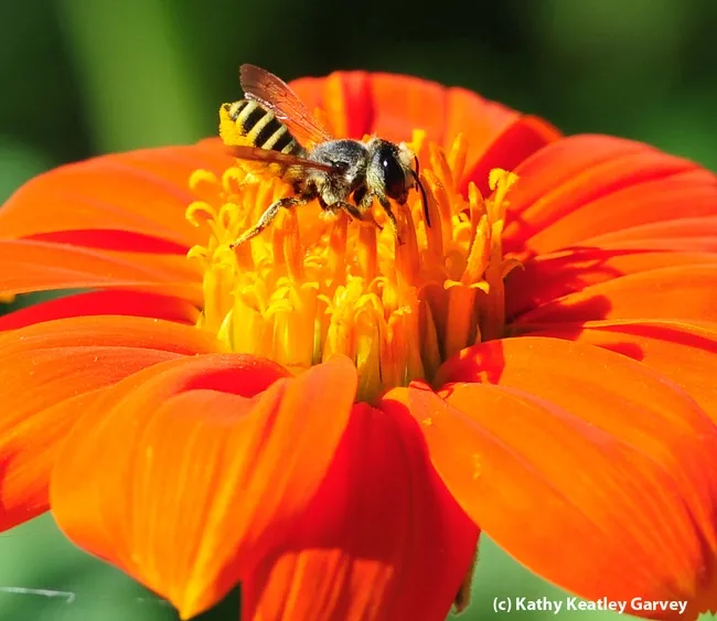 Note "the brush of hairs on the underside of her abdomen where she is packing pollen for the trip back to her nest," says native pollinator specialist Robbin Thorp. (Photo by Kathy Keatley Garvey)
