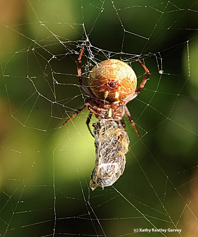 Orbweaver eating its wrapped prey, a honey bee. (Photo by Kathy Keatley Garvey)