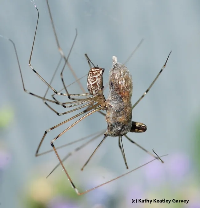 Two spiders ganging up on a honey bee. A cellar spider (Holocnemus) is administering a fatal bite. (Photo by Kathy Keatley Garvey)