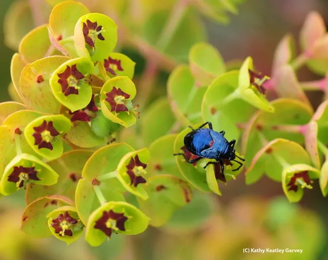 Bordered plant bug, Largidae, crawling on a Euphorbia. (Photo by Kathy Keatley Garvey)