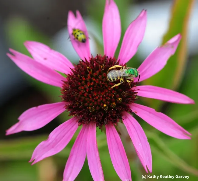 Spotted cucumber beetle (a pest) and male sweat bee, Agapostemon texanus, sharing a purle coneflower. (Photo by Kathy Keatley Garvey)