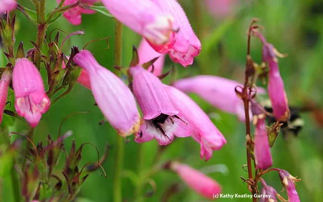 Just the feet of the yellow-faced bumble bee show. At right, another yellow-faced bumble bee heads off to a flower. (Photo by Kathy Keatley Garvey)