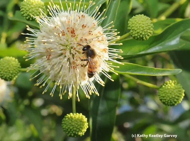 Honey bee foraging on a button willow, also known as a button bush (Cephalanthus occidentalis). (Photo by Kathy Keatley Garvey)