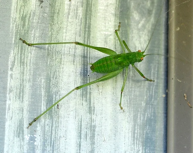 Katydid climbing a wall. (Photo by Kathy Keatley Garvey)