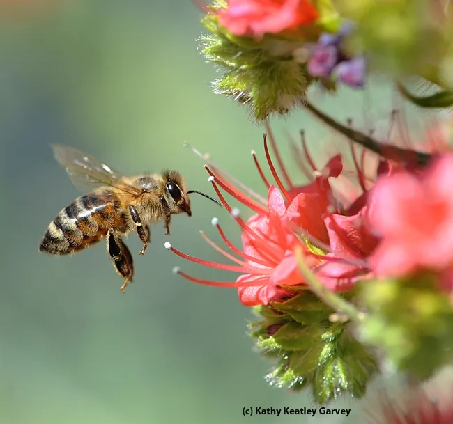 Honey bee heading toward tower of jewels (Echium wildpretii). (Photo by Kathy Keatley Garvey)