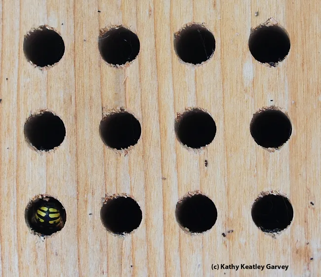 This bee condo, meant for blue orchard bees, is attracting a European wool carder bee, Anthidium manicatum. (Photo by Kathy Keatley Garvey)