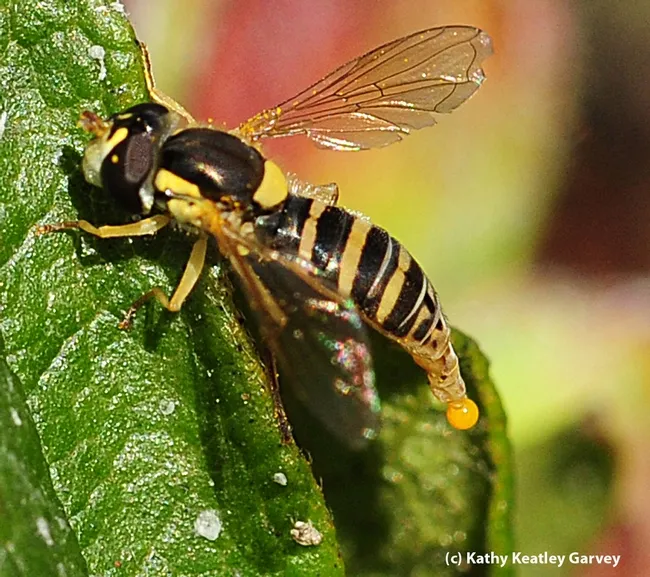 Close-up of "The Girl and the Bubble." See text above for what the bubble is. (Photo by Kathy Keatley Garvey)