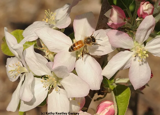 This photo of a honey bee on an almond blossom will appear on the WAS conference t-shirt. (Photo by Kathy Keatley Garvey)