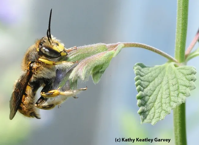Male European wool carder bee on catmint (Nepeta). (Photo by Kathy Keatley Garvey)