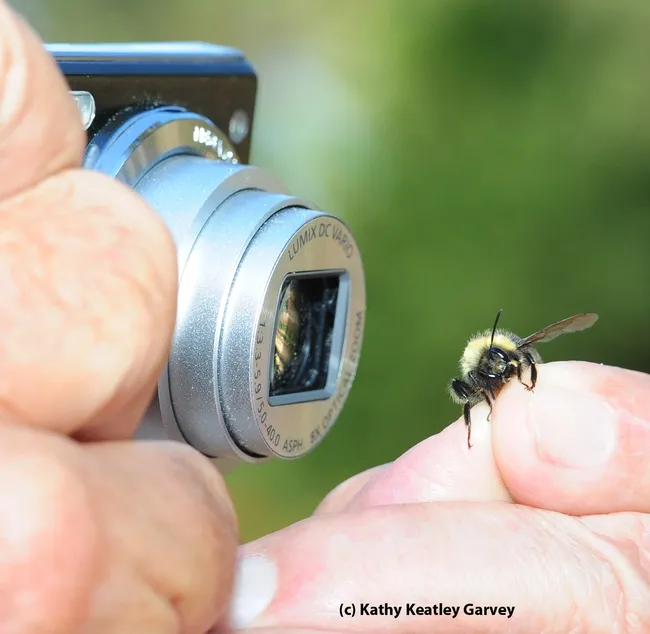 Documenting the rare find. (Photo by Kathy Keatley Garvey)