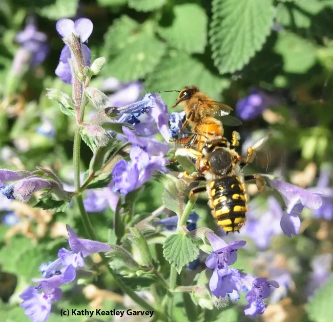 Male European wool carder bee scores a direct hit. (Photo by Kathy Keatley Garvey)