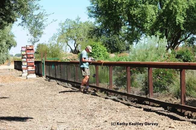 Volunteer Larry Tully, father of Derek Tully, works on the nearly completed fence. Larry Tully is a retired machinist from the Lawrence Livermore National Laboratory. The project was finished Sept. 7. (Photo by Kathy Keatley Garvey)