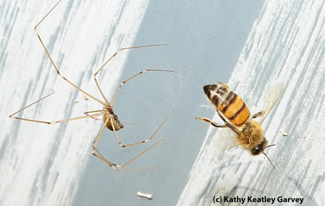 Honey bee is snared in the web of a garden spider. (Photo by Kathy Keatley Garvey)
