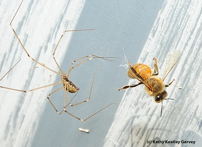 Honey bee struggles to free herself. (Photo by Kathy Keatley Garvey)