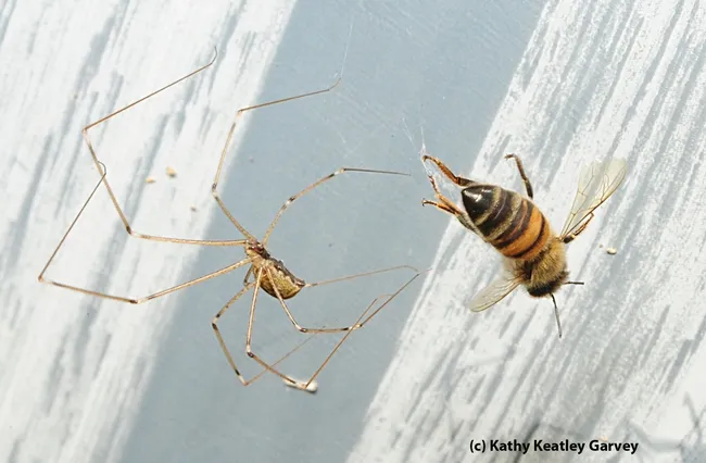 Just as the spider reaches her, the photographer frees the bee. (Photo by Kathy Keatley Garvey)