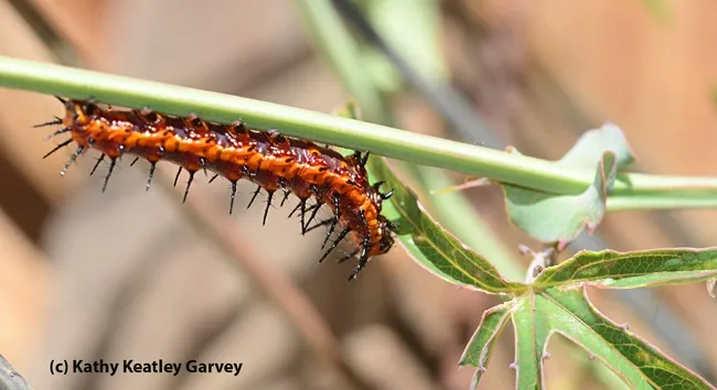 Gulf Fritillary (Agraulis vanilla) heads for a tasty leaf on a passion flower vine. (Photo by Kathy Keatley Garvey)