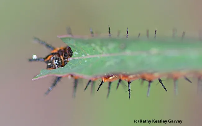 Close-up of a very hungry caterpillar eating its fill. (Photo by Kathy Keatley Garvey)