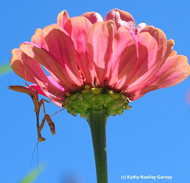 Praying mantis hangs upside down on a zinnia. (Photo by Kathy Keatley Garvey)