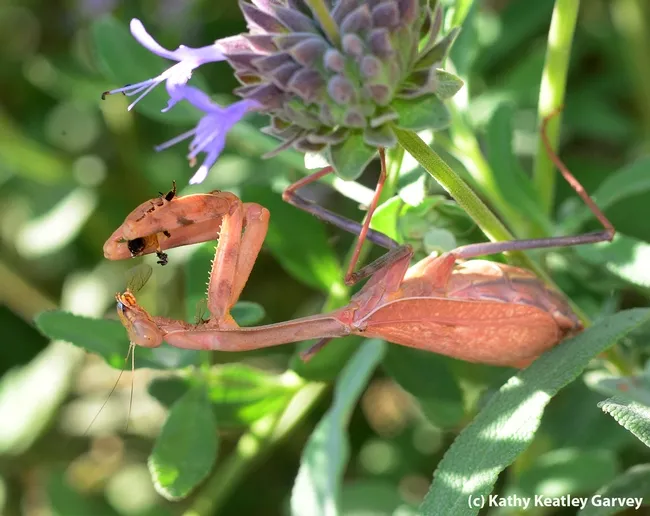 Praying mantis eating a bee. (Photo by Kathy Keatley Garvey)