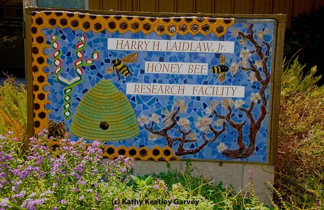 This sign, the work of noted artist Donna Billick of Davis, greets visitors to the Harry H. Laidlaw Jr. Honey Bee Research Facility on Bee Biology Road, UC Davis. (Photo by Kathy Keatley Garvey)
