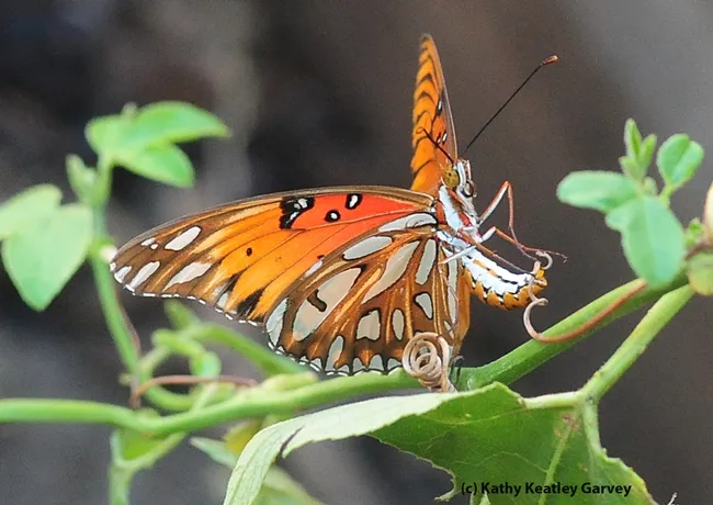 A tiny golden egg, the size of a pin head, begins to emerge. (Photo by Kathy Keatley Garvey)