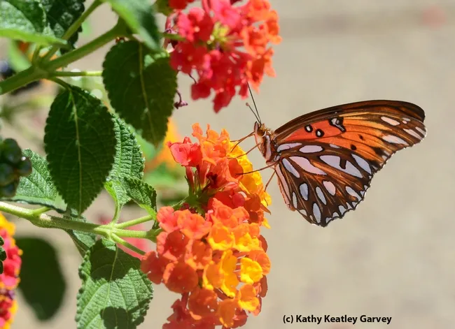 The silver-spangled underside of the Gulf Fritillary, shown here nectaring lantana. (Photo by Kathy Keatley Garvey)