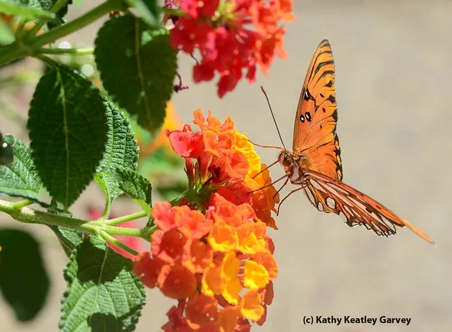 Gulf Fritillary shows its familiar colors. (Photo by Kathy Keatley Garvey)