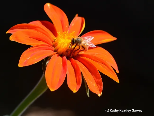 Honey bee on a Mexican sunflower (Tithonia). (Photo by Kathy Keatley Garvey)