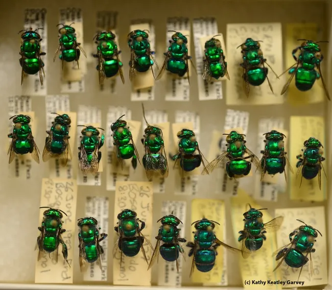 New World orchid bees at the Bohart Museum of Entomology. (Photo by Kathy Keatley Garvey)