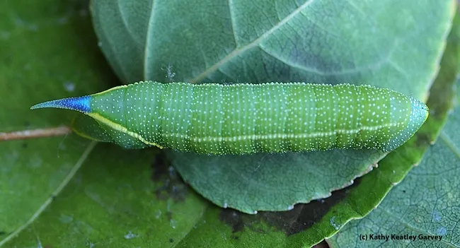 Close-up of a Smerinthus cerisyi caterpillar. (Photo by Kathy Keatley Garvey)