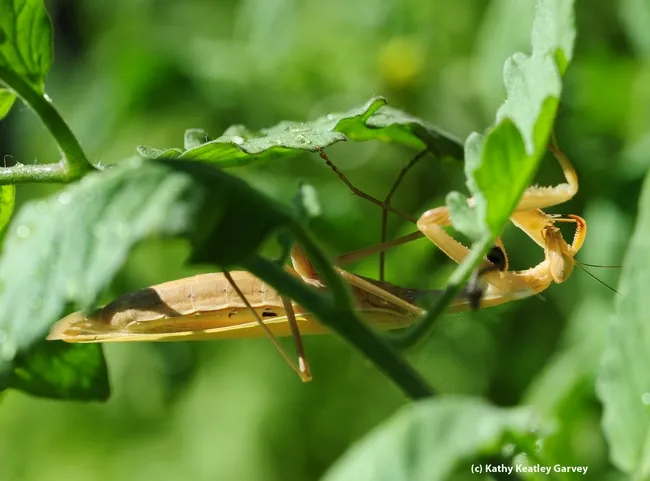 Praying mantis, accidentally splashed with water, tries to remove the droplets. (Photo by Kathy Keatley Garvey)