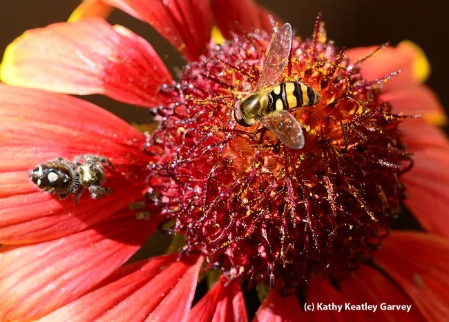 Syrphid fly sipping nectar close to the predator. (Photo by Kathy Keatley Garvey)