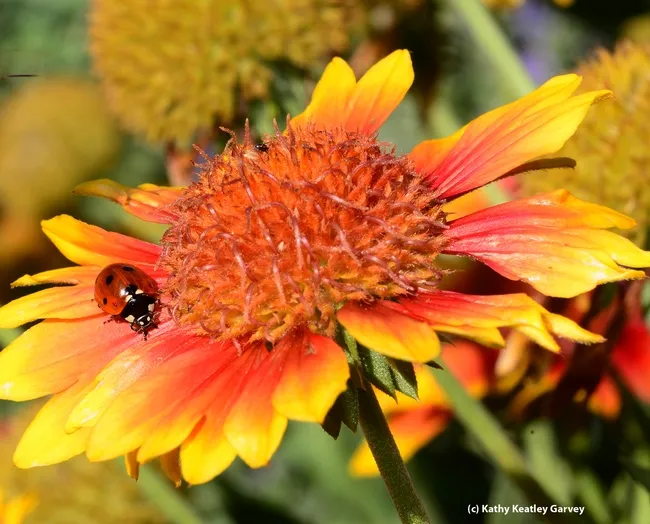 Lady beetle, aka ladybug, prowling for aphids on a blanket flower, Gaillardia. (Photo by Kathy Keatley Garvey)