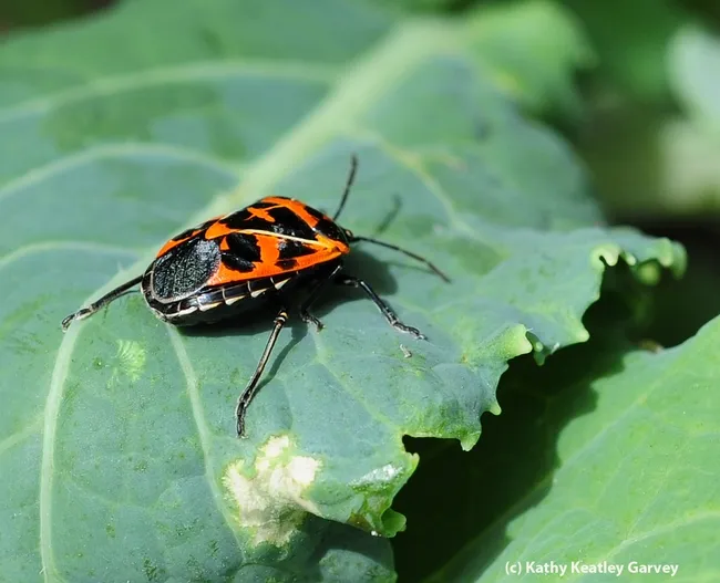 Harlequin cabbage bug crawling on cabbage leaf. (Photo by Kathy Keatley Garvey)