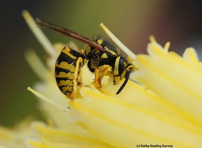 Western yellowjacket foraging. (Photo by Kathy Keatley Garvey)