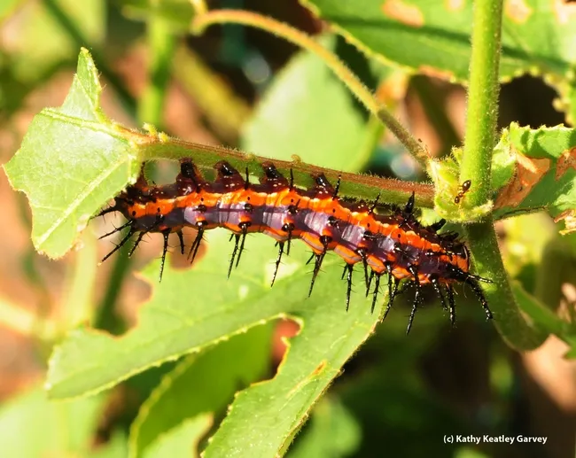 Ant investigates a Gulf Fritillary caterpillar. (Photo by Kathy Keatley Garvey)