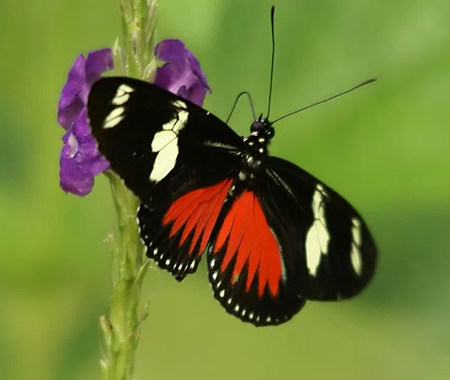Doris Longwing (Lapus doris viridis) at Puentes Colgantes near Arenal Volcano, Costa Rica. (Photo by Hans Hillewaert, Courtesy of Wikipeda)