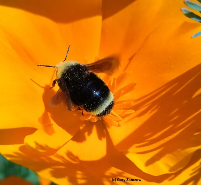 Worker bumble bee, Bombus vosnesenskii, foraging on a California poppy. (Photo by Gary Zamzow)