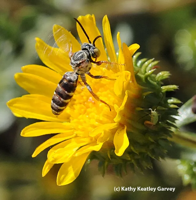 Male cuckoo bee (Triepeolus sp.) foraging on a gumplant. This is another photo in the Robbin Thorp. piece. Cuckoo bees do not gather pollen. (Photo by Kathy Keatley Garvey)