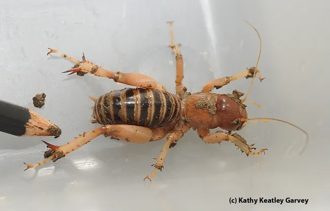 A Jerusalem cricket. (Photo by Kathy Keatley Garvey)