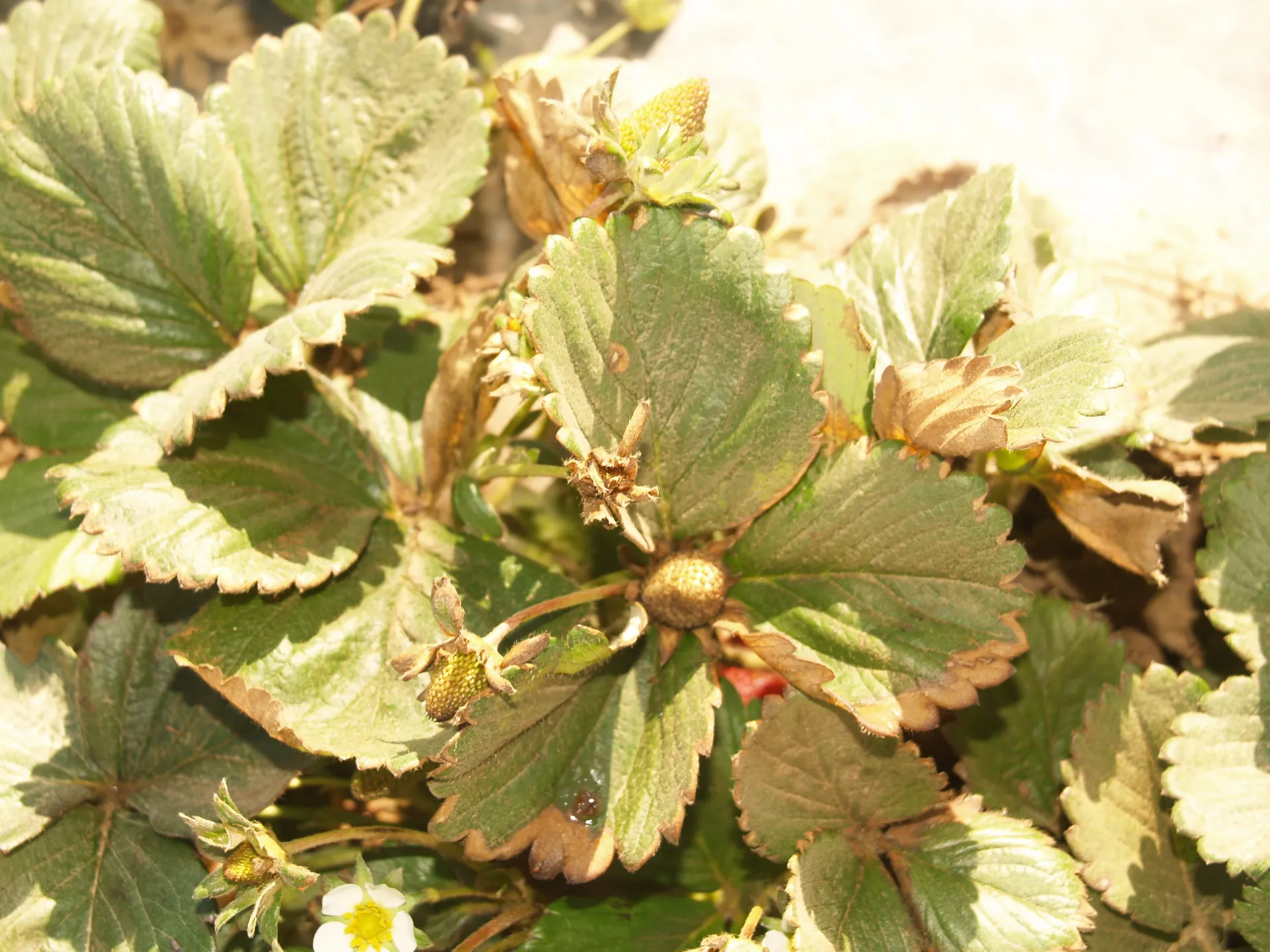 After spraying insecticidal soap/Después de jabon insecticida