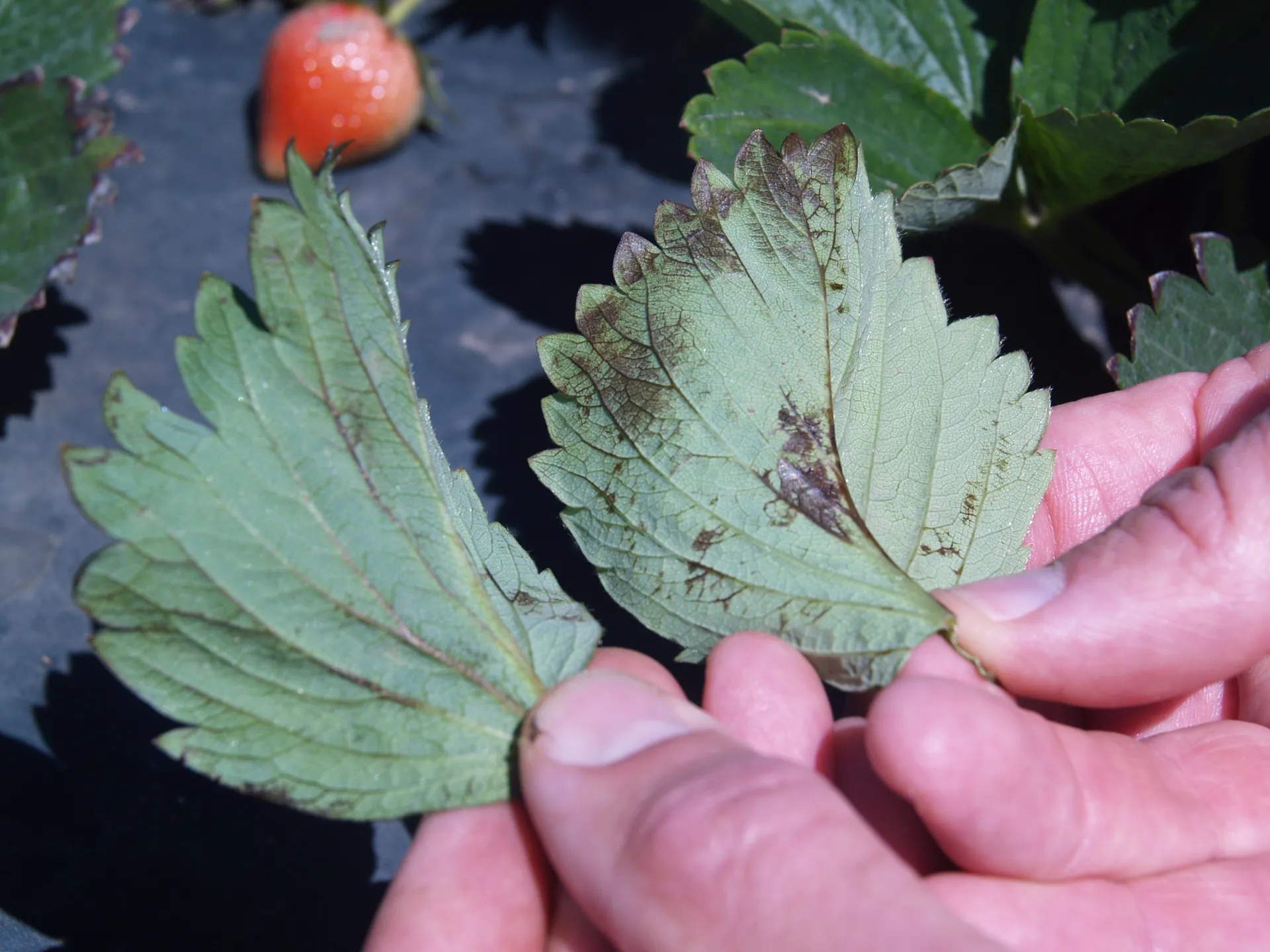 Bruises on the lower side of the leaves//Magulladuras en el envés de las hojas