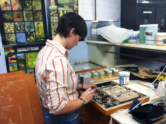Entomology student Whitney Krupp at work on her display for the show, "Organism." (Photo courtesy of Anna Davidson)