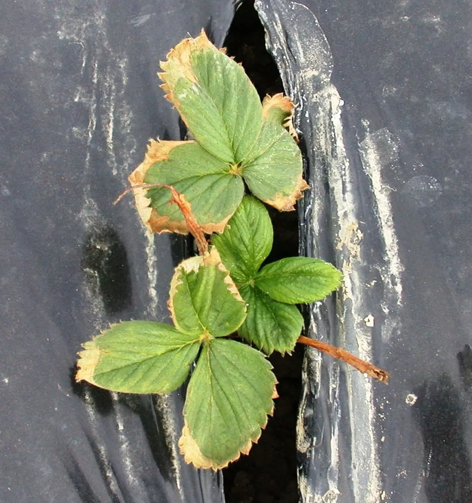 Sodium Chloride injury