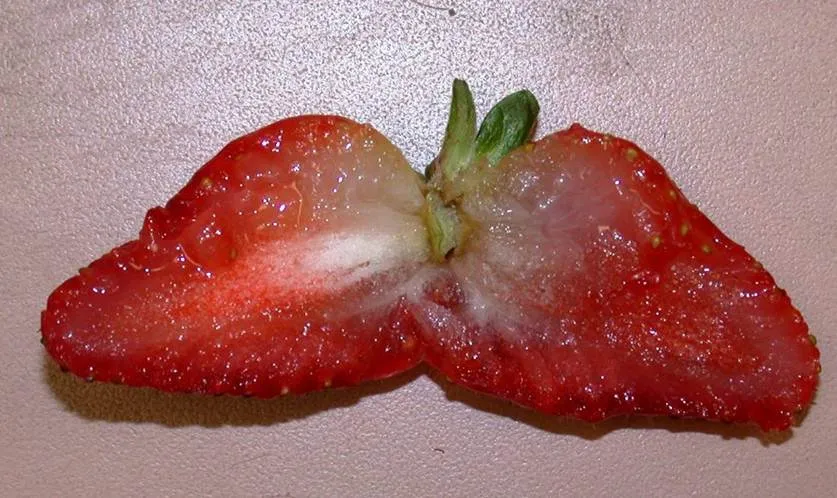 Tissue of mature strawberry damaged by frost/Tejido de una fresa madura dañado por la helada