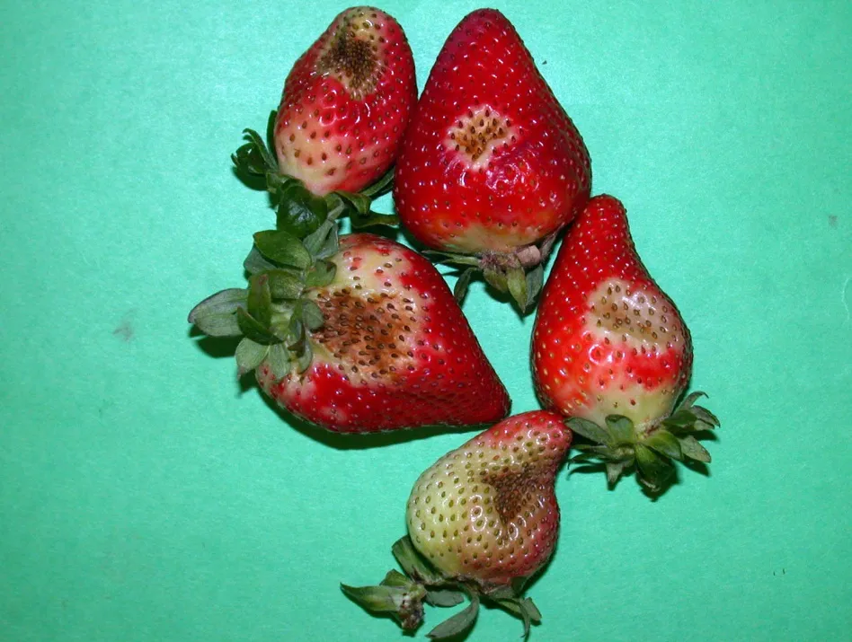 Low temperature disrupts pollination.