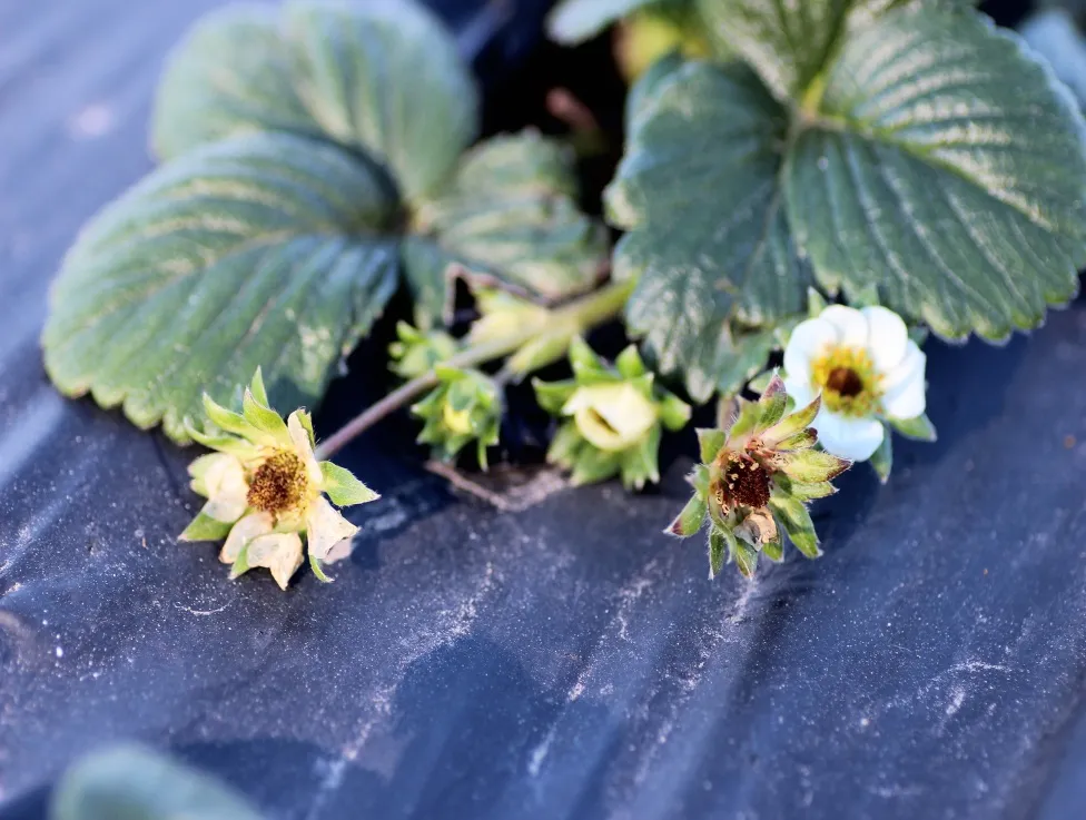 Low temperature damage to flowers/Flores dañadas por temperaturas bajas.